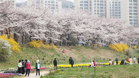 [날씨] 전국 적신 봄비, 10일 금요일 오후면 끝! 11일과 12일 주말엔 완벽한 봄날씨 와요